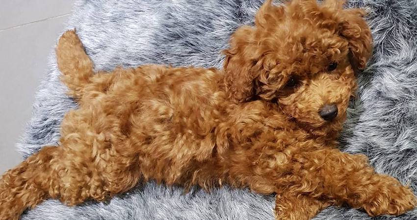 Cavoodle teddy bear sale